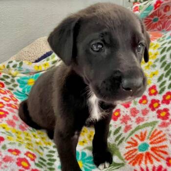 SUTTON 5409 -  Great Dane Dog for Adoption in Loxahatchee Groves, Florida - SUTTON 5409 | PetCurious
