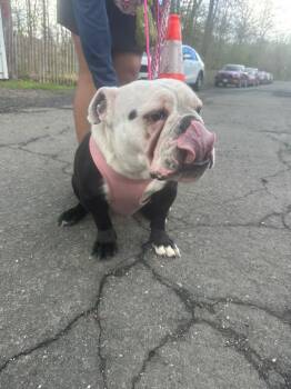 English Bulldog Dogs Available for Adoption in Pomona, New York - Lizy | PetCurious