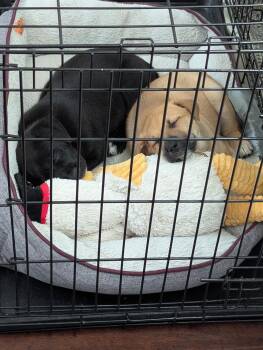 Border Collie Dogs Available for Adoption in Plano, Texas - Cocoa | PetCurious