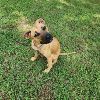 Tula -  Black Mouth Cur and Mixed Breed Dog for Adoption in Houston, Texas - Tula | PetCurious