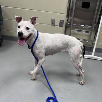 08/31/2026-Stray-ForrestRoad -  Mixed Breed Dog for Adoption in Columbus, Georgia - 08/31/2026-Stray-ForrestRoad | PetCurious