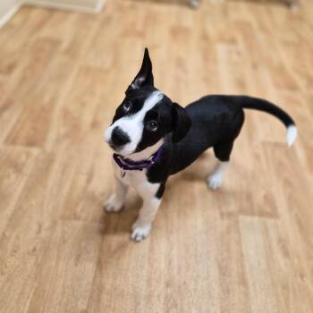 Pilsner -  Mixed Breed Dog for Adoption in Woodstock, Illinois - Pilsner | PetCurious