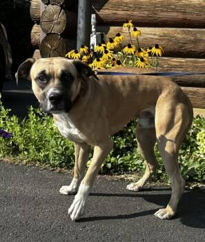 Henry -  Boxer Dog for Adoption in Kellogg, Idaho - Henry | PetCurious