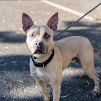 Rescue Pit Bull Terrier Dogs for Adoption in Oakland, California - Pinecone | PetCurious