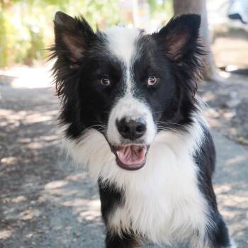 ROYCE -  Border Collie and Australian Shepherd Dog for Adoption in Richmond, California - ROYCE | PetCurious