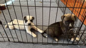 Gina -  Australian Shepherd and Australian Cattle Dog Blue Heeler Dog for Adoption in Scottsdale, Arizona - Gina | PetCurious