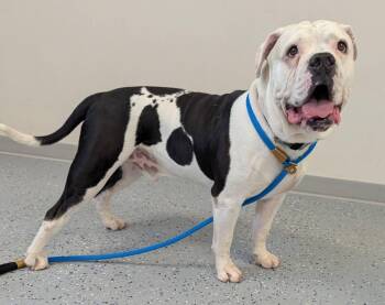 Koa -  American Bulldog Dog for Adoption in Yankton, South Dakota - Koa | PetCurious