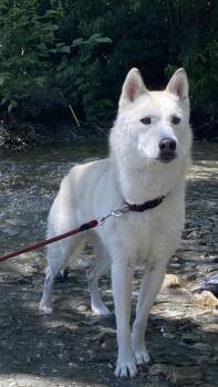 Sol -  Siberian Husky Dog for Adoption in Menifee, California - Sol | PetCurious