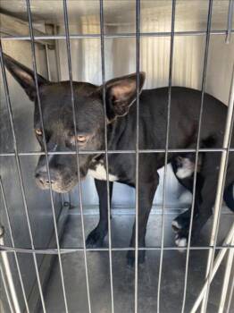 Rescue Mixed Breed Dogs for Adoption in Dallas, Texas - BUTCH | PetCurious