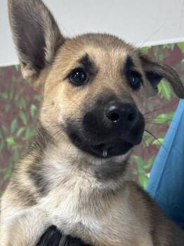 Shepherd and Mixed Breed Dogs Available for Adoption - Reginald | PetCurious