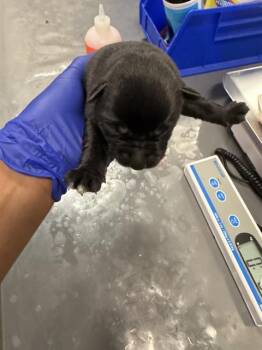 Mixed Breed Dogs Available for Adoption - PUP 2 | PetCurious