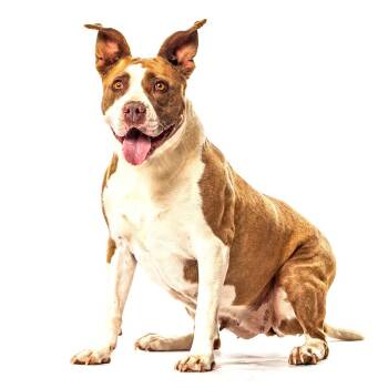 Penny -  Mixed Breed Dog for Adoption in Reno, Nevada - Penny | PetCurious