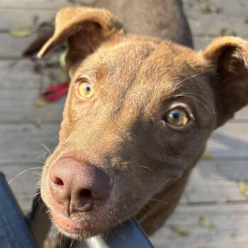 Rescue Mixed Breed Dogs for Adoption in Charlotte, North Carolina - Carolina | PetCurious