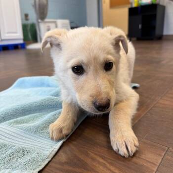 Mixed Breed Dogs Available for Adoption - Meridia | PetCurious