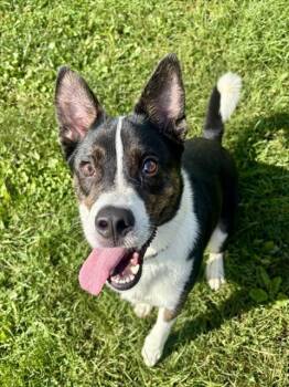 HUGO -  Border Collie and Mixed Breed Dog for Adoption in Aliquippa, Pennsylvania - HUGO | PetCurious