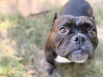 Gummy Bear -  American Bulldog and French Bulldog Dog for Adoption in Richmond, Texas - Gummy Bear | PetCurious