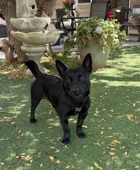 Australian Kelpie and Corgi Dogs Available for Adoption - Emma | PetCurious