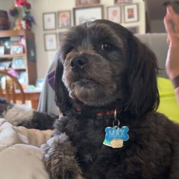 Max -  Shih Tzu Dog for Adoption in Watertown, Wisconsin - Max | PetCurious