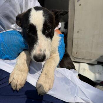 Joker -  Collie Dog for Adoption in Edinburg, Texas - Joker | PetCurious