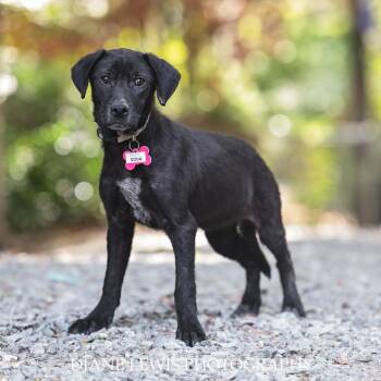 Labrador Retriever Dogs Available for Adoption in Wake Forest, North Carolina - Soda | PetCurious