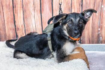 German Shepherd Dog Dogs Available for Adoption in Hornell, New York - Max | PetCurious