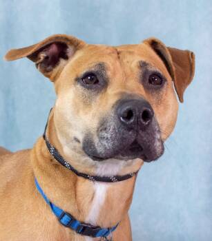 Stella (ID 35596) -  Pit Bull Terrier Dog for Adoption in Manassas, Virginia - Stella (ID 35596) | PetCurious