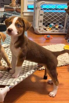 Latte -  German Shepherd Dog and Golden Retriever Dog for Adoption in Morton Grove, Illinois - Latte | PetCurious