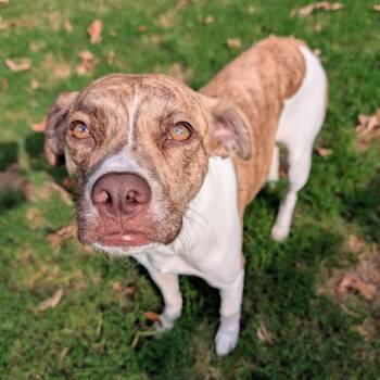 Cali D71456 -  Boxer and Mixed Breed Dog for Adoption in Minnetonka, Minnesota - Cali D71456 | PetCurious