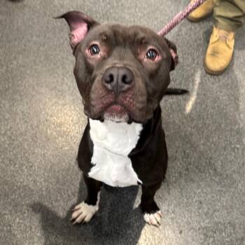 Scar -  Mixed Breed Dog for Adoption in Allentown, Pennsylvania - Scar | PetCurious