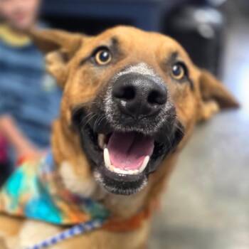 Waylon -  Cattle Dog and German Shepherd Dog Dog Available for Adoption in Independence, Kansas - Waylon | PetCurious