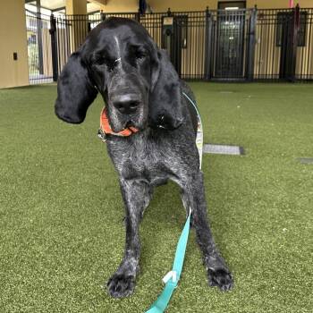 Bluetick Coonhound Dogs Available for Adoption in West Palm Beach, Florida - Eeyore | PetCurious