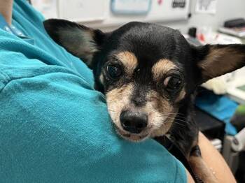 Chapita -  Mixed Breed Dog for Adoption in New York, New York - Chapita | PetCurious
