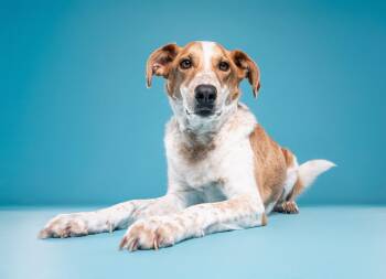 Dexter -  Australian Cattle Dog Blue Heeler Dog for Adoption in Mississauga, Ontario - Dexter | PetCurious