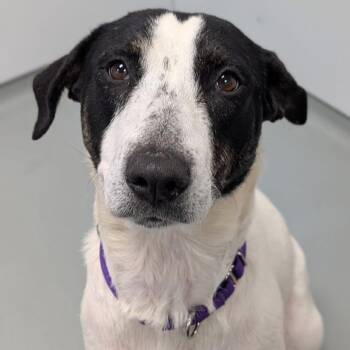 Mixed Breed Dogs Available for Adoption - Skinny Minnie | PetCurious