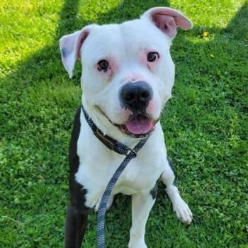 Mixed Breed Dogs Available for Adoption in Philadelphia, Pennsylvania - Juelz | PetCurious