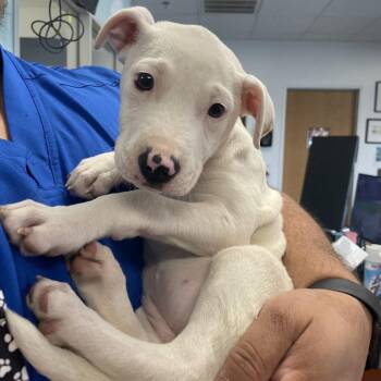 Mixed Breed Dogs Available for Adoption in Dickinson, Texas - Aria | PetCurious