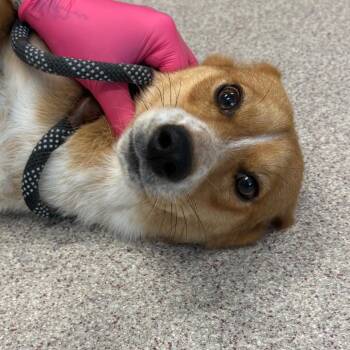 Toaste -  Corgi and Beagle Dog for Adoption in Horn Lake, Mississippi - Toaste | PetCurious