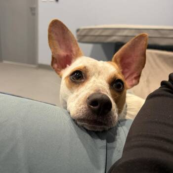 Cinnamon -  Mixed Breed Dog for Adoption in Canal Winchester, Ohio - Cinnamon | PetCurious