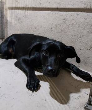 Yoshi -  Labrador Retriever Dog for Adoption in Lafayette, Louisiana - Yoshi | PetCurious