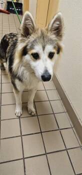 Siberian Husky and Mixed Breed Dogs Available for Adoption - WAFFLES | PetCurious