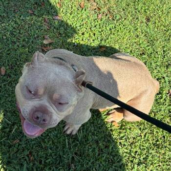 Skeeter -  Mixed Breed Dog for Adoption in Chattanooga, Tennessee - Skeeter | PetCurious