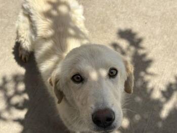 CONURE -  Labrador Retriever Dog for Adoption in Tulsa, Oklahoma - CONURE | PetCurious