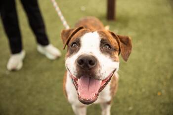 Chili -  Mixed Breed Dog for Adoption - Chili | PetCurious