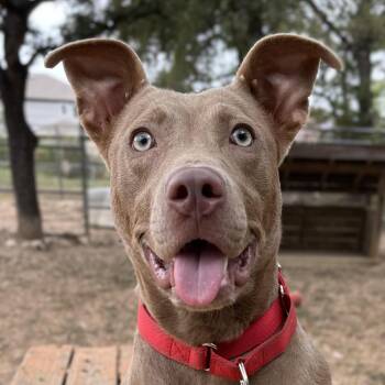 Bonnie -  Terrier Dog for Adoption in Bulverde, Texas - Bonnie | PetCurious