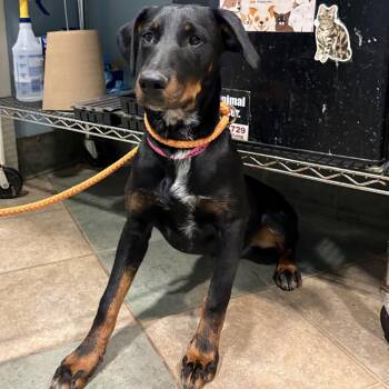 Mixed Breed Dogs Available for Adoption in Chattanooga, Tennessee - Sasha | PetCurious