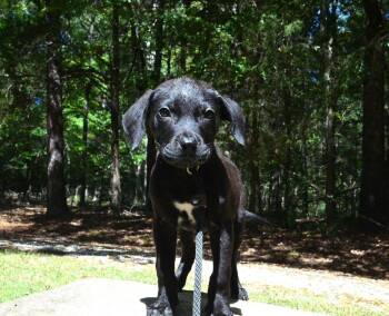 Eddy -  Pit Bull Terrier and Labrador Retriever Dog for Adoption in Willingboro, New Jersey - Eddy | PetCurious
