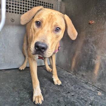 Henderson -  Labrador Retriever Dog for Adoption in Birmingham, Alabama - Henderson | PetCurious