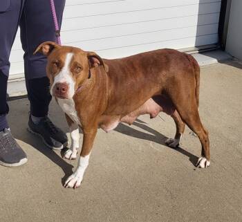 Rescue Pit Bull Terrier Dogs for Adoption in Louisville, Kentucky - YOU LOOK FAMILIAR | PetCurious