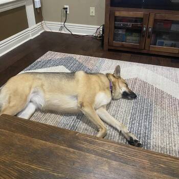 Luna -  German Shepherd Dog Dog for Adoption in Fayetteville, Arkansas - Luna | PetCurious