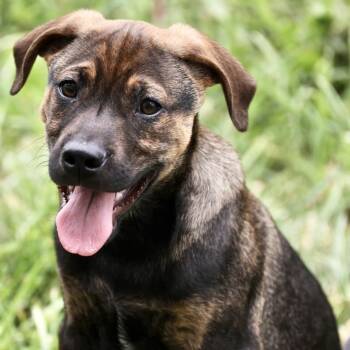 Yoshi-Available www.lhar.dog to apply -  Shepherd Dog for Adoption in Frederick, Maryland - Yoshi-Available Www.lhar.dog To Apply | PetCurious